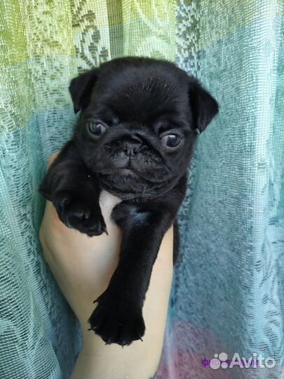 Щенки мопса