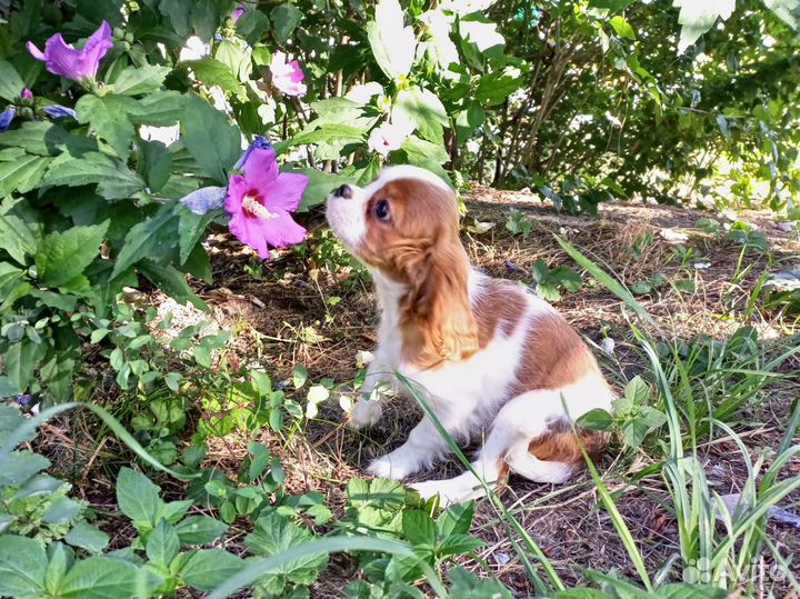 Кавалер Кинг Чарльз спаниель Девочка