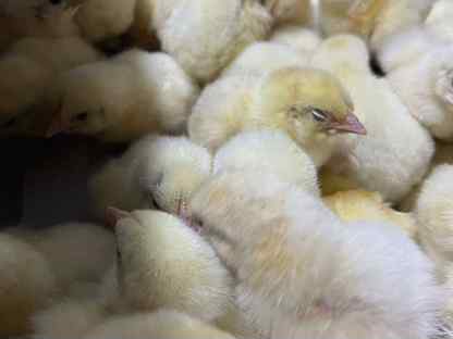Суточные цыплята бройлеры кобб-500 и росс-308, Санкт-Петербург