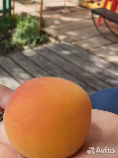 Продаю свой абрикос.Косточка сладкая