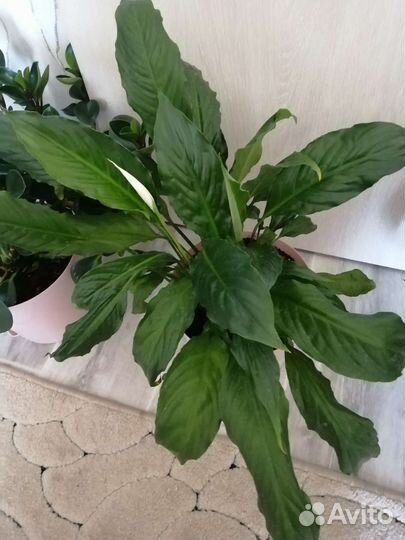 Спатифиллум