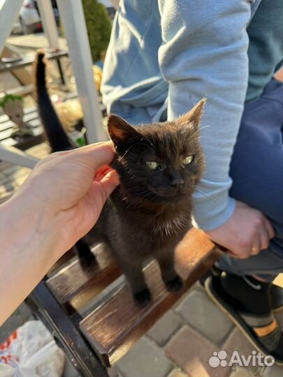 Девочка котёнок