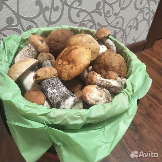 Грибы пока нет