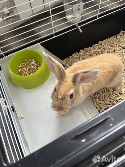 Декоративные кролики