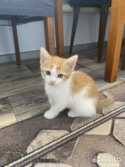 Котята в дар, бесплатно