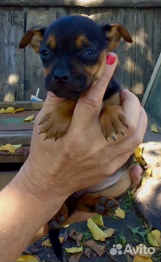 Маленькая собака