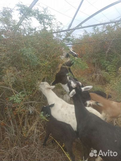 Козы дойные Козлята