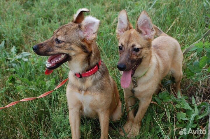 Щенки в добрые руки