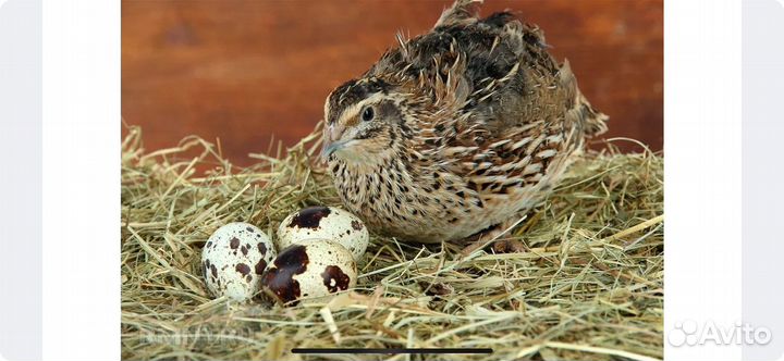 Перепела продажа