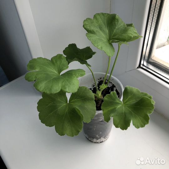 Пеларгония