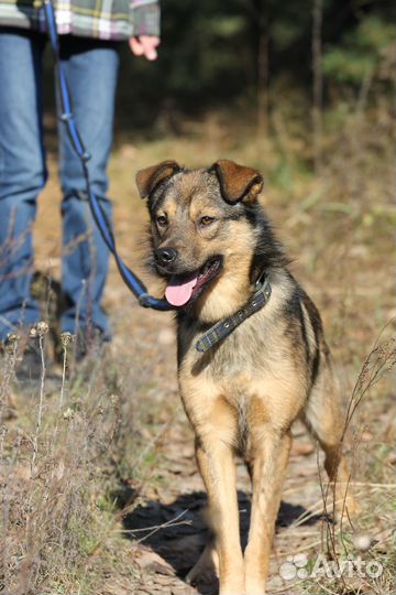 Собака Чивас