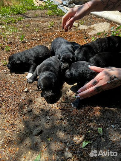Щенки