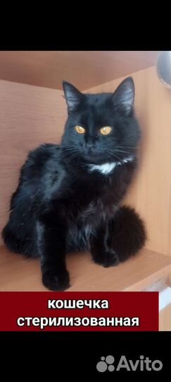 Кошка