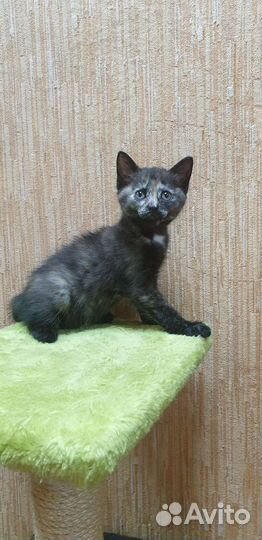 3-х цветный котенок