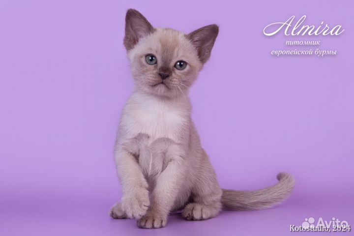 Котята из питомника