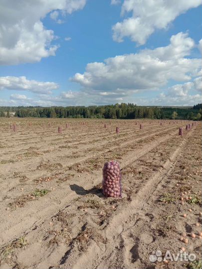 Картофель