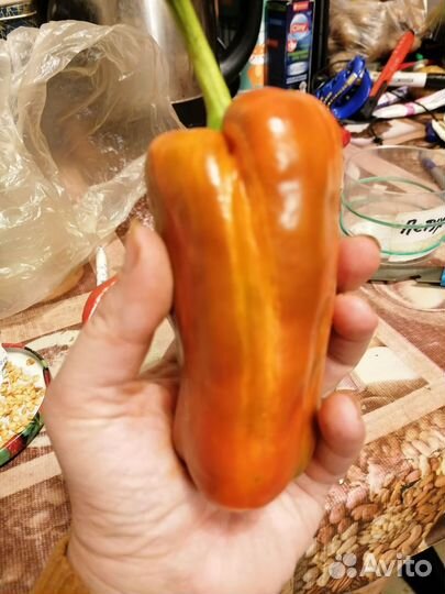 Перец, коллекционные сорта