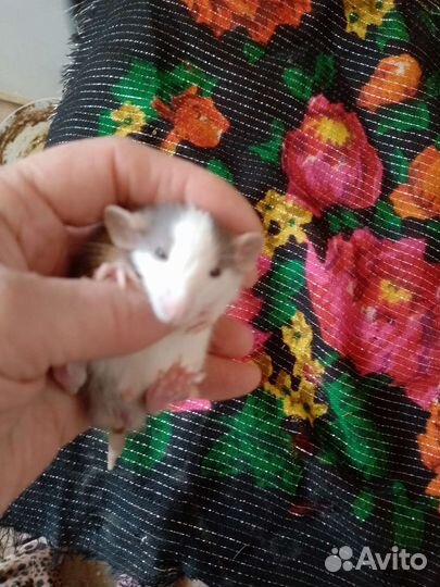 Крыса дамбо сиамская Сфинксы