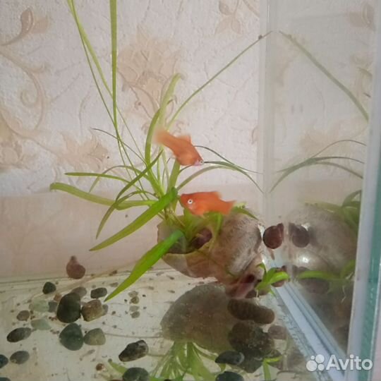 Рыбки меченосцы