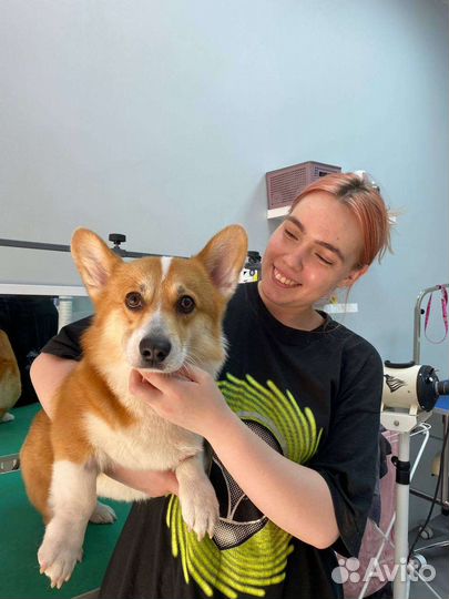 Грумер стрижка собак с выездом на дом