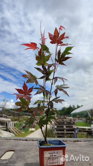 Клен веерный Атропурпуреум - саженцы