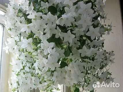 Кампанулы сортовые