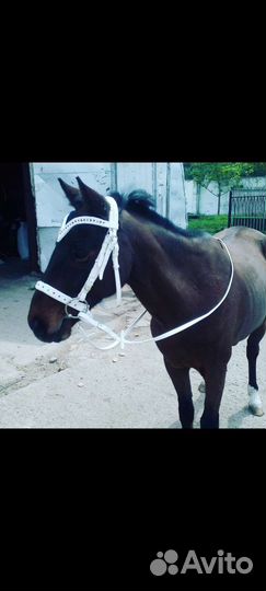 Уздечка для лошади