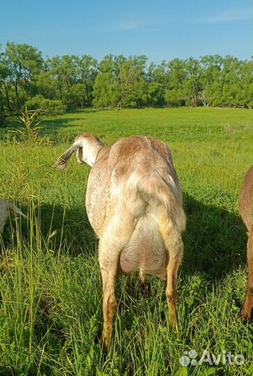 Продам дойных коз