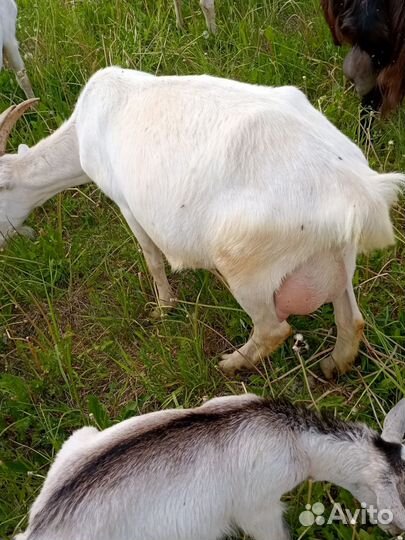 Дойные козы