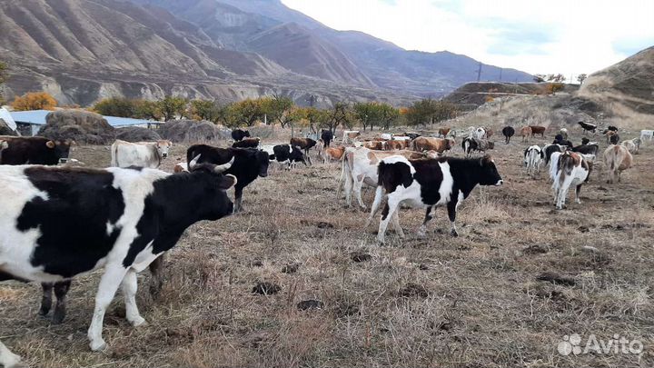 Коровы и телки