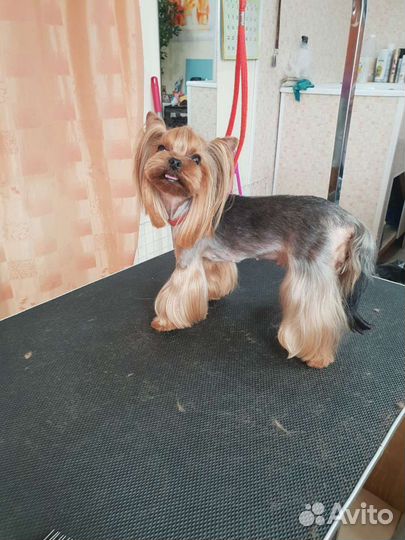 Стрижка собак