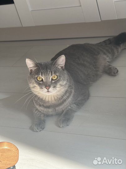 Шотландская прямоухая