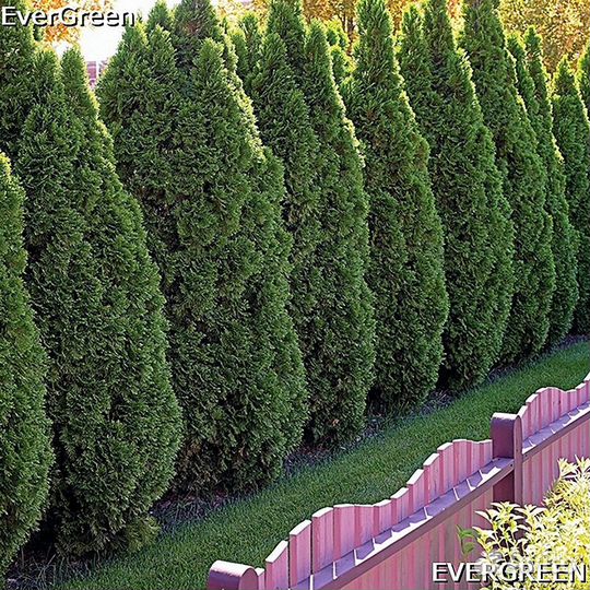 Туи вип класса