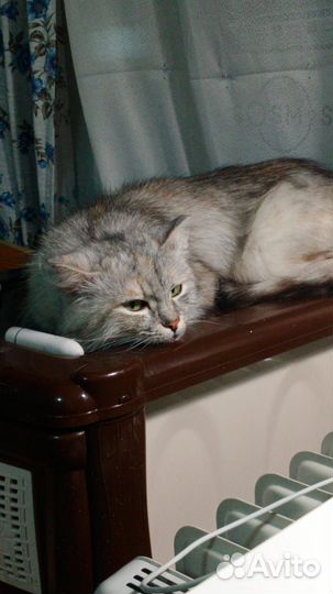 Сибирская кошка
