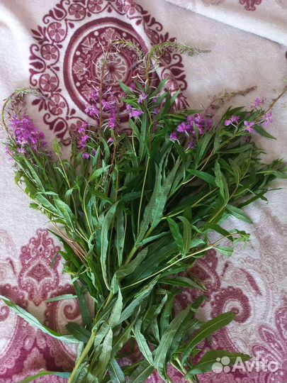 Иван чай свежий