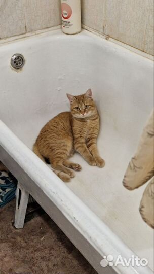 Отдам в добрые руки котика