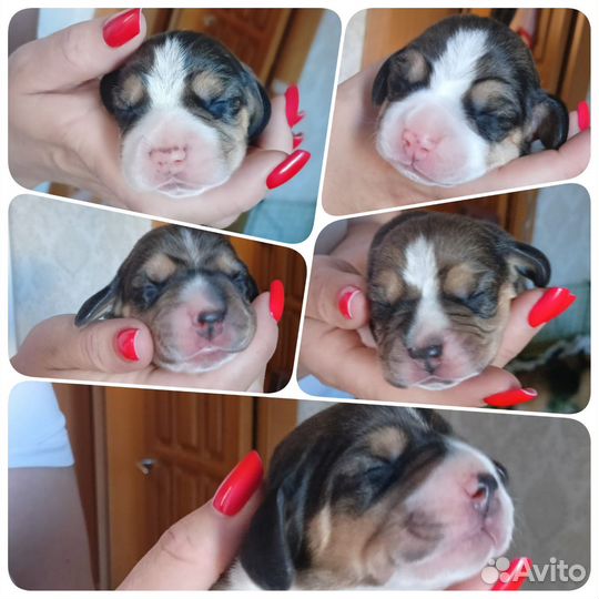 Щенки Бигля