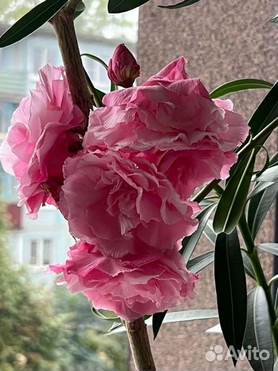 Олеандр махровый