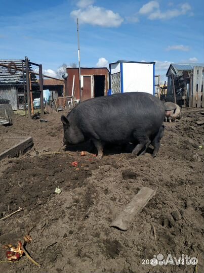 Поросята вьетнамские и вьетнамские смешанные