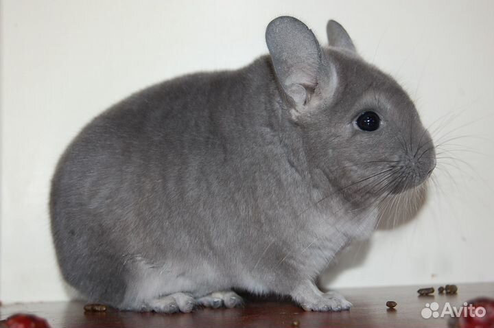 Продаются шиншиллы различных окрасов