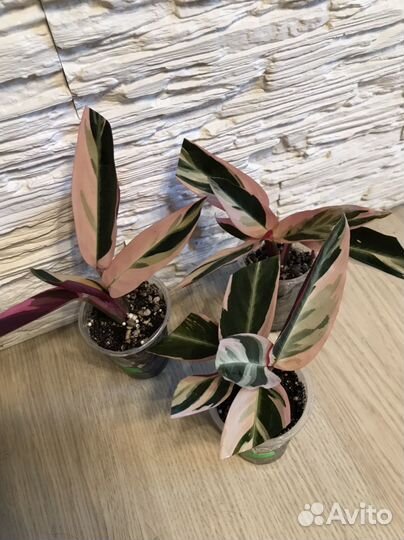 Строманта триколор