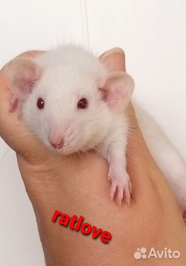 Крысята дамбо мальчики