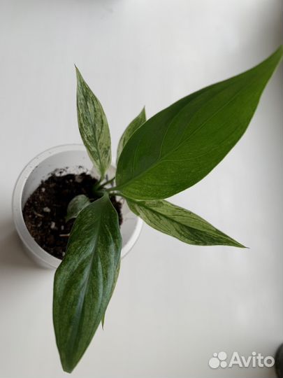 Спатифилиумы сортовые