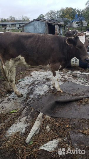 Телка 2года 6м