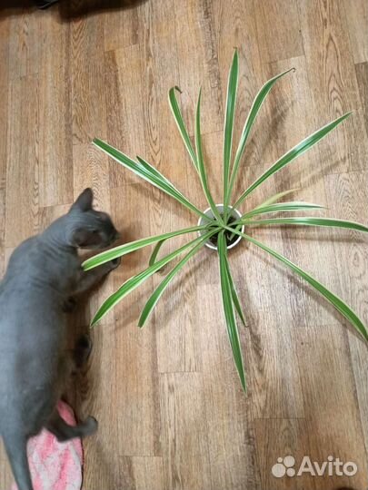 Хлорофитум с белой окантовкой