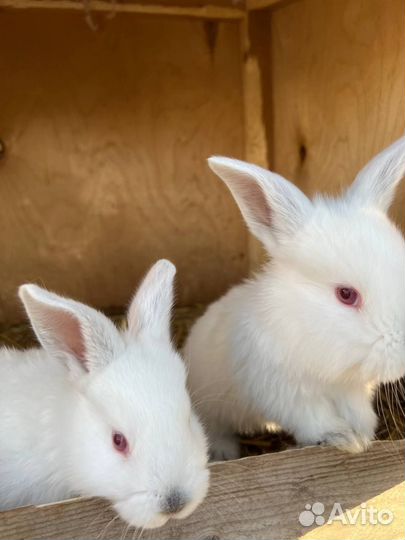 Продам кроликов мясных пород, возраст разный