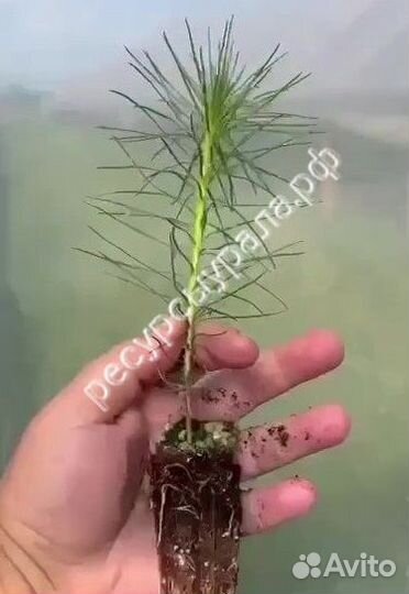 Сеянцы зкс сосна ель