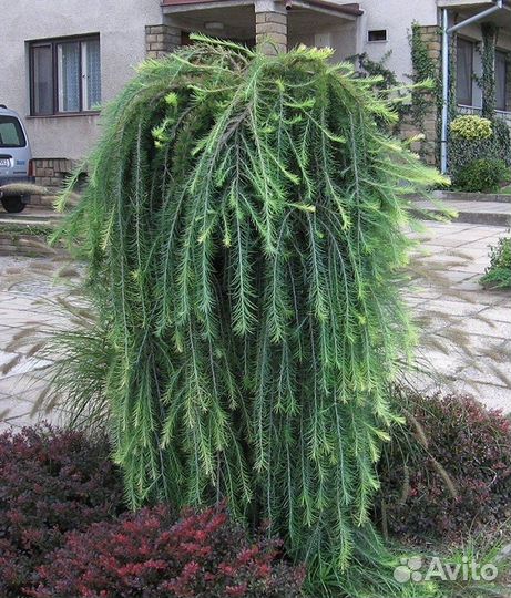 Лиственница японская Стифф Випер штамб 200см