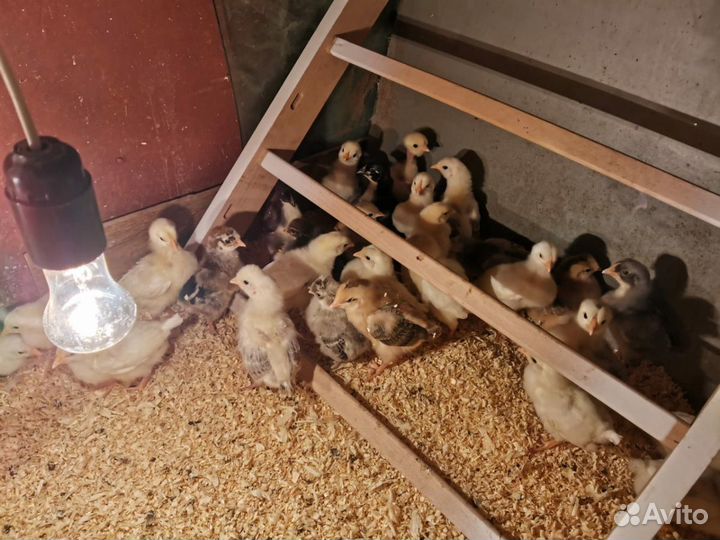 Цыплята разных пород