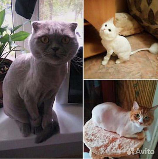Стрижка собак и кошек